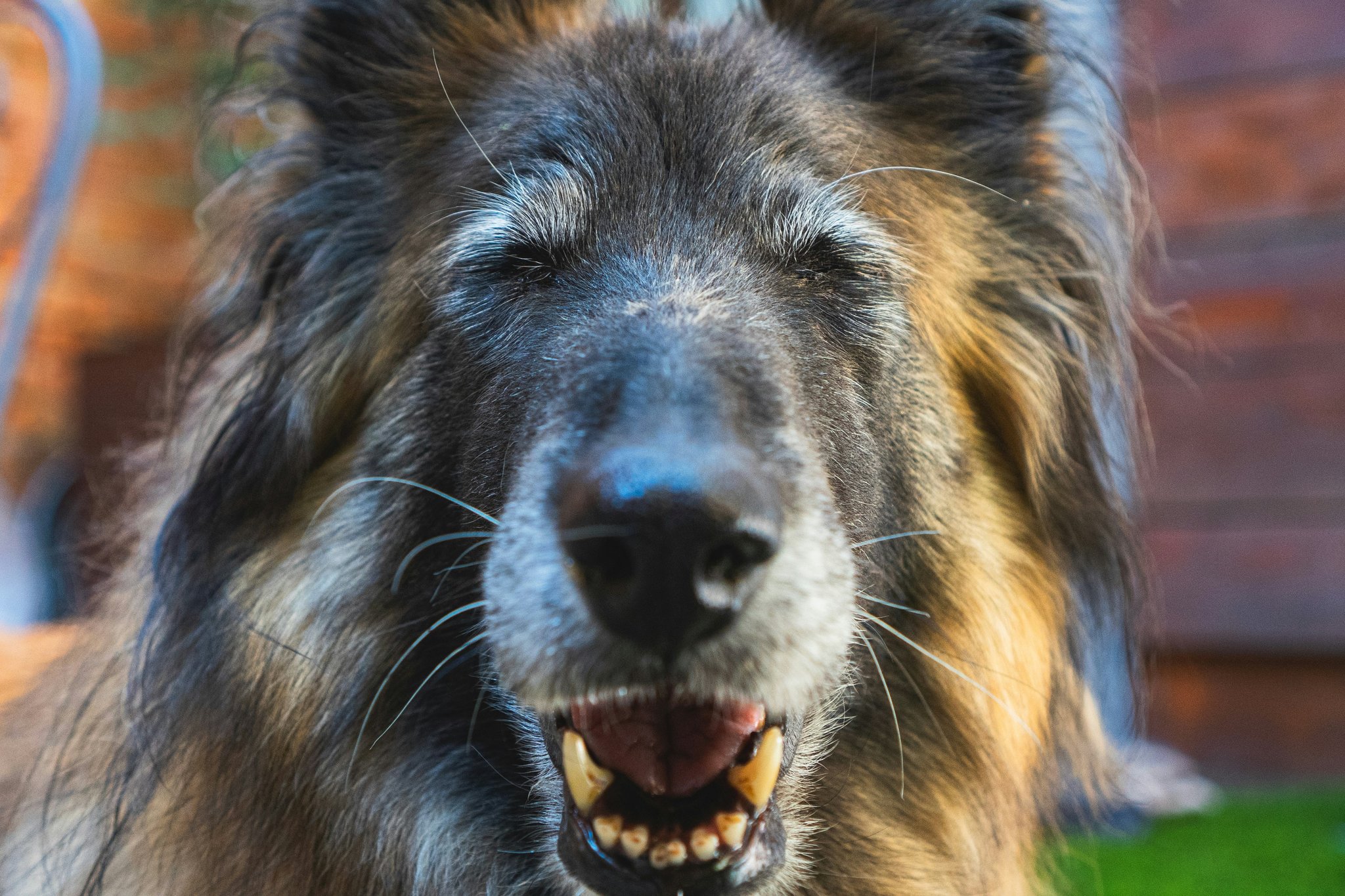 Why Every Dog Parent Needs a Plaque Control Toy: The Secret to a Healthier Pup!