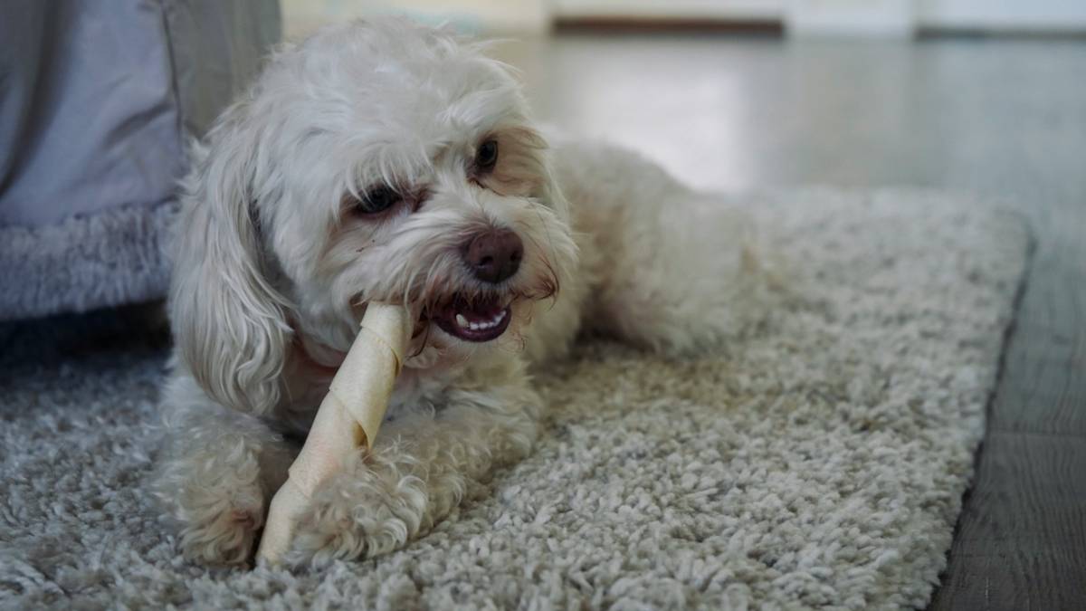 A close-up image of a safe textured dental chew toy for medium-sized dogs.