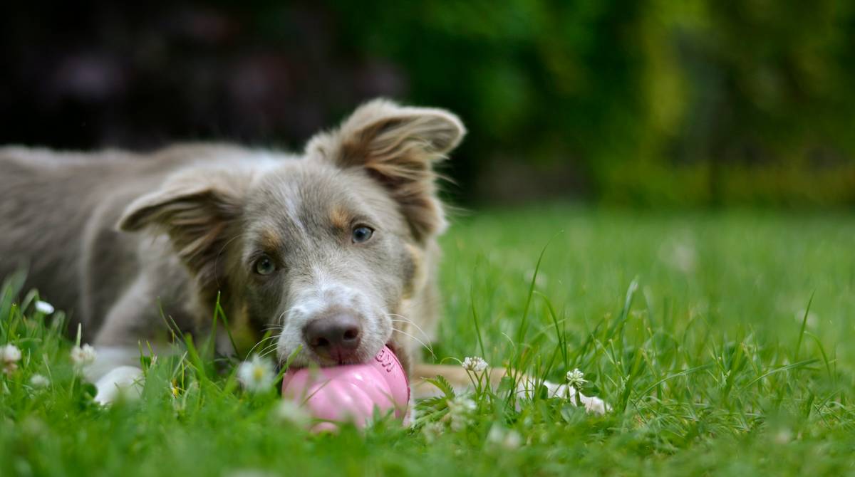 A golden retriever happily chewing a blue rubber dental toy