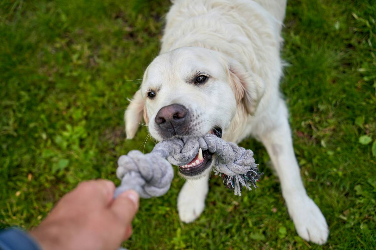 A golden retriever happily chewing on a blue rubber dental toy shaped like a bone.