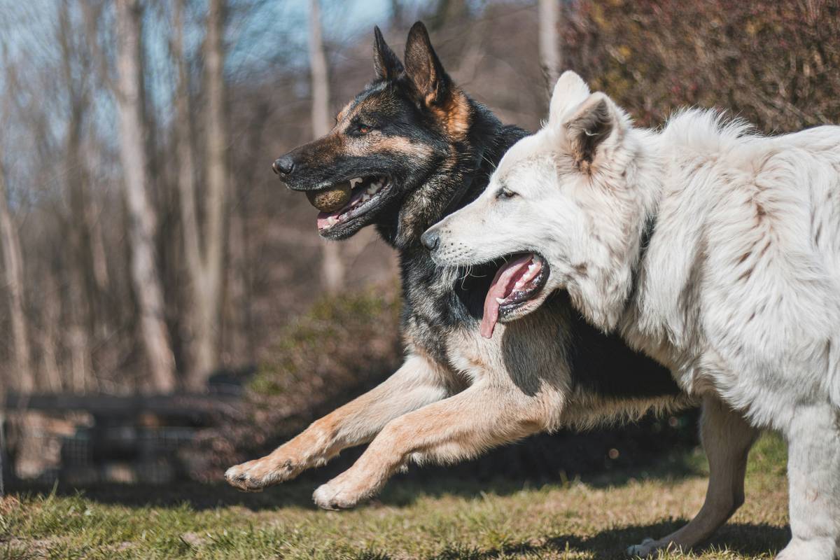 A golden retriever happily chewing on a dental toy