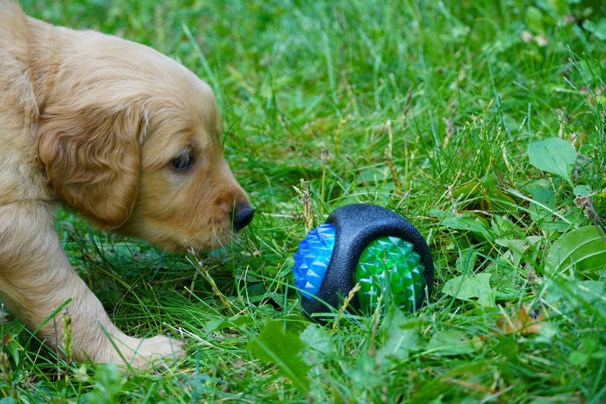 A golden retriever playing with a blue nylon dental chew toy