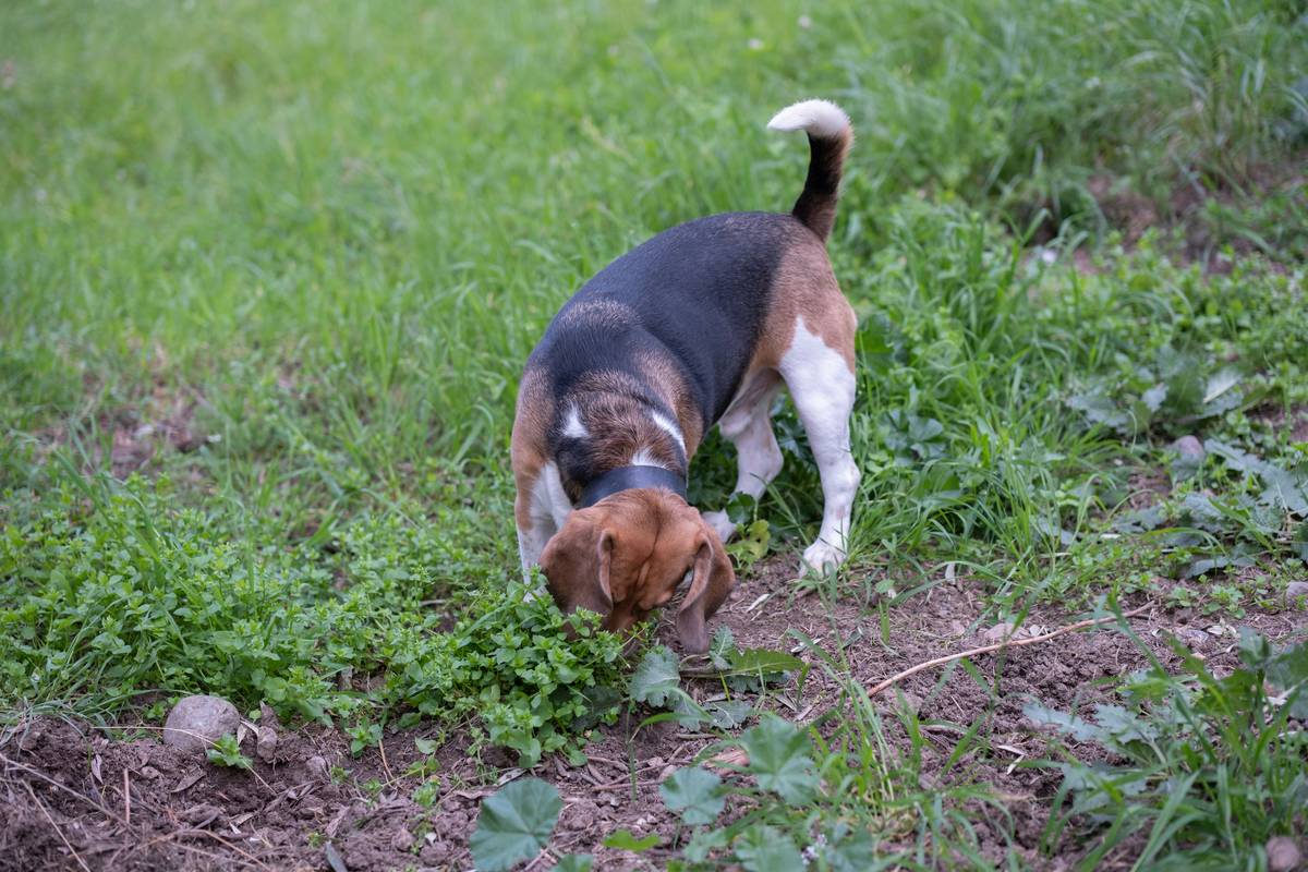 A happy dog playing with a dental chew toy outdoors