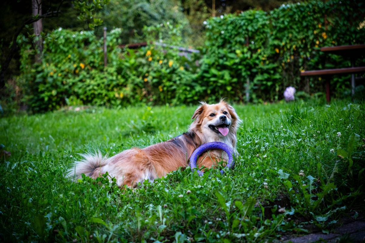 A young puppy playing fetch outdoors with a green bouncy ball made specifically for dental cleaning purposes.
