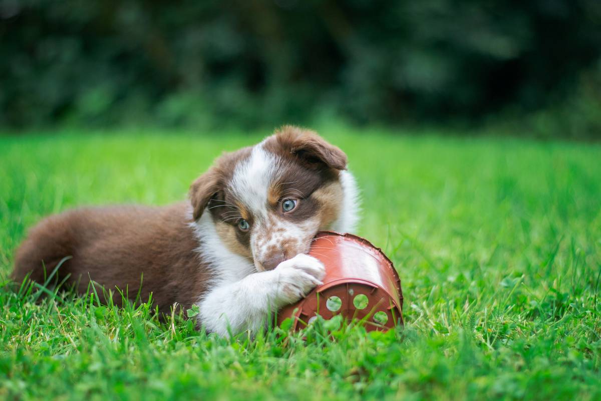Boost Your Pet's Health with Fun and Engaging Pet Dental Activity Toys