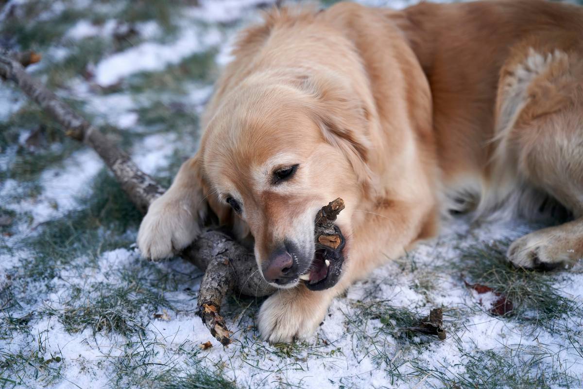 Comparison table of free vs. premium dental chews
