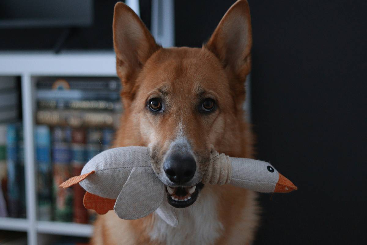 Dental Toy Fun: Boost Your Pet's Dental Health with These Playful Solutions