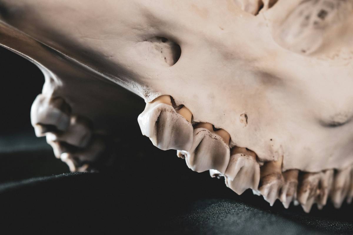 Dog chewing on a shoe indoors