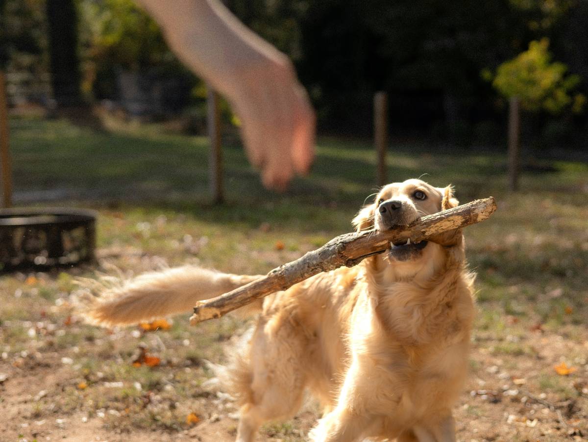 Dog happily chewing on a large, textured dental toy.
