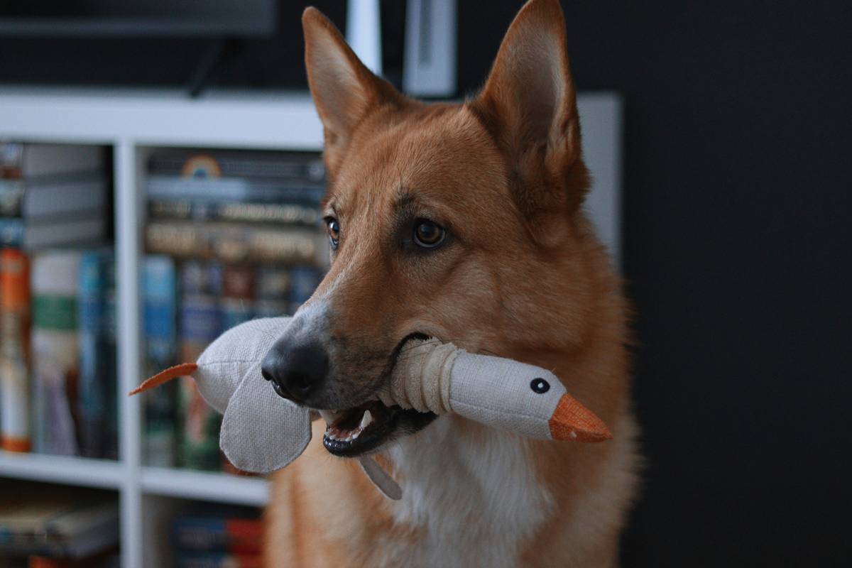 Flowchart helping pet owners select appropriate dental toys based on breed and activity level