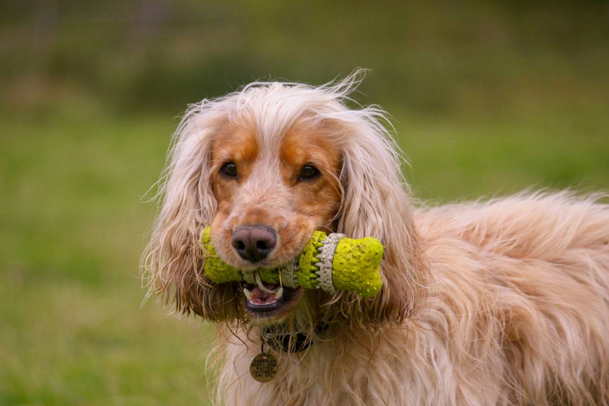 Happy Golden Retriever holding a dental ring toy