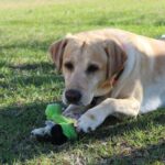 Interactive Pet Play: Why Dental Toys Are the Ultimate Game-Changer