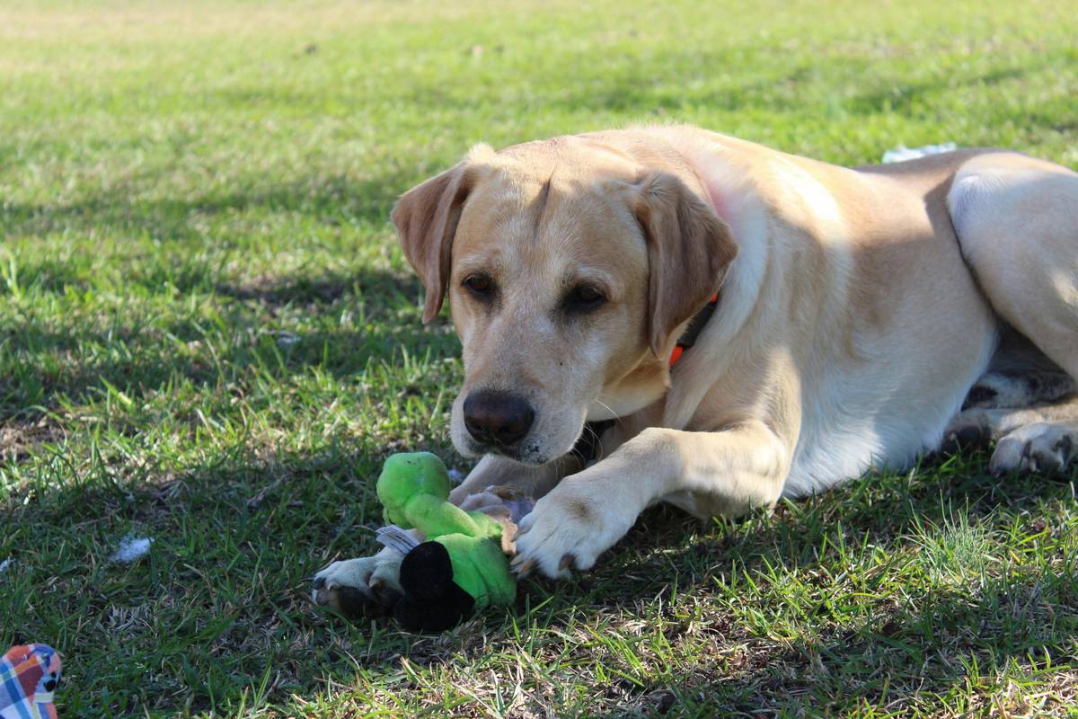 Interactive Pet Play: Why Dental Toys Are the Ultimate Game-Changer