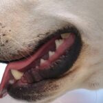 Plaque Removal Chew: The Secret to Cleaner Teeth for Your Furry Friend