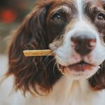 Safe Chew Standard: Why Dental Toys Are a Game-Changer for Your Pet’s Health