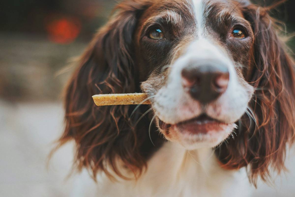 Safe Chew Standard: Why Dental Toys Are a Game-Changer for Your Pet’s Health