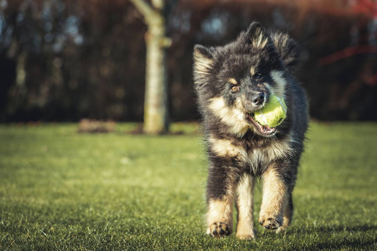 Statistics showing prevalence of periodontal disease in pets