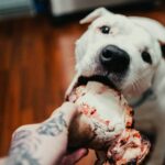 The Ultimate Guide to Dental Chew Play: Transform Your Pet's Oral Health
