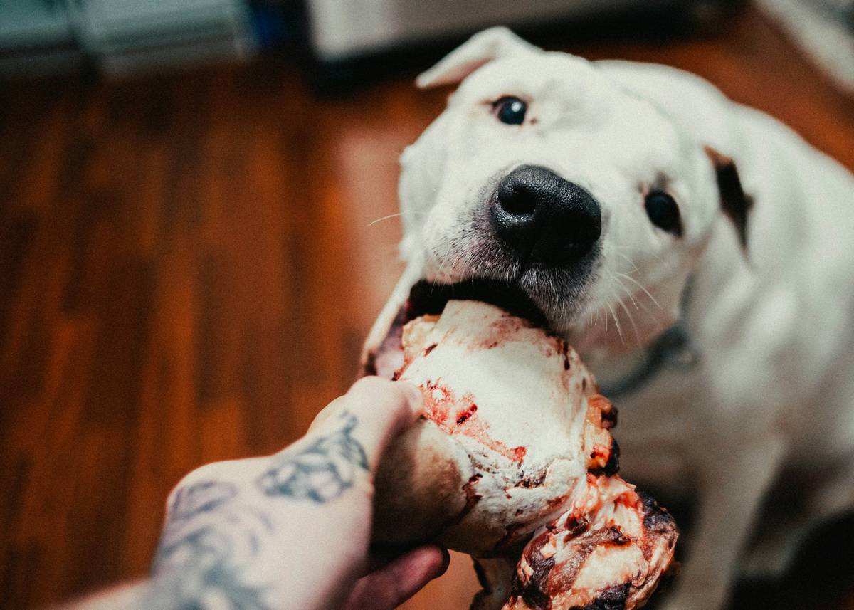 The Ultimate Guide to Dental Chew Play: Transform Your Pet's Oral Health