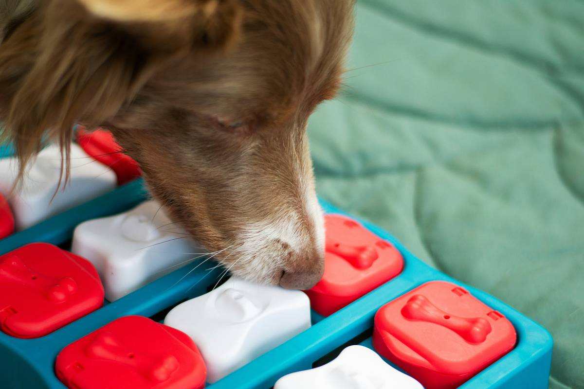 A golden retriever happily playing with a textured dental chew toy.
