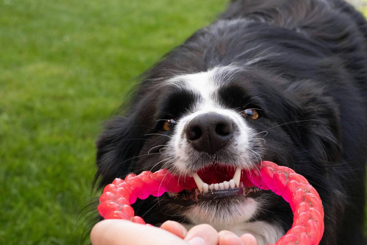 An infographic showing different types of pet-safe dental toys, including textured nylon bones and soft silicone rings