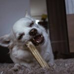 How to Choose the Best Pet Teeth Reducer: A Guide to Dental Toys for Happy, Healthy Pets