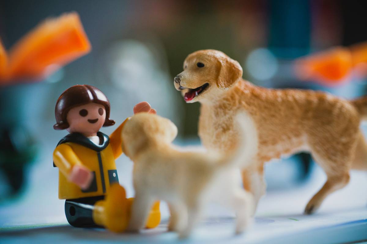 Why Choosing the Right Safe Dental Toy Standard is a Game-Changer for Your Pet's Health