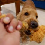 Why Interactive Pet Dental Toys Are a Game-Changer for Your Furry Friend